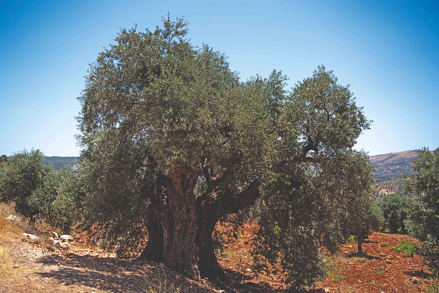 Op culinair avontuur in Jordanië