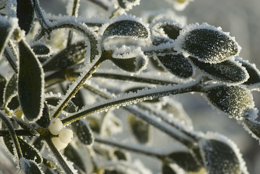 De maretak: een romantisch kerstsymbool