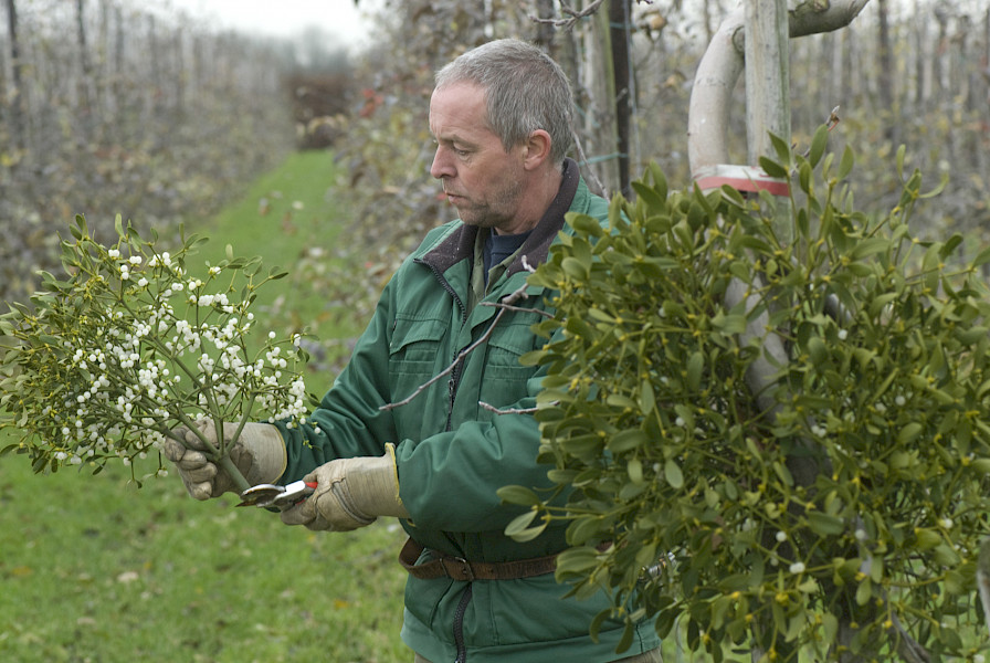 De maretak: een romantisch kerstsymbool