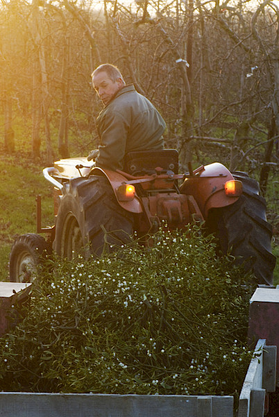 De maretak: een romantisch kerstsymbool
