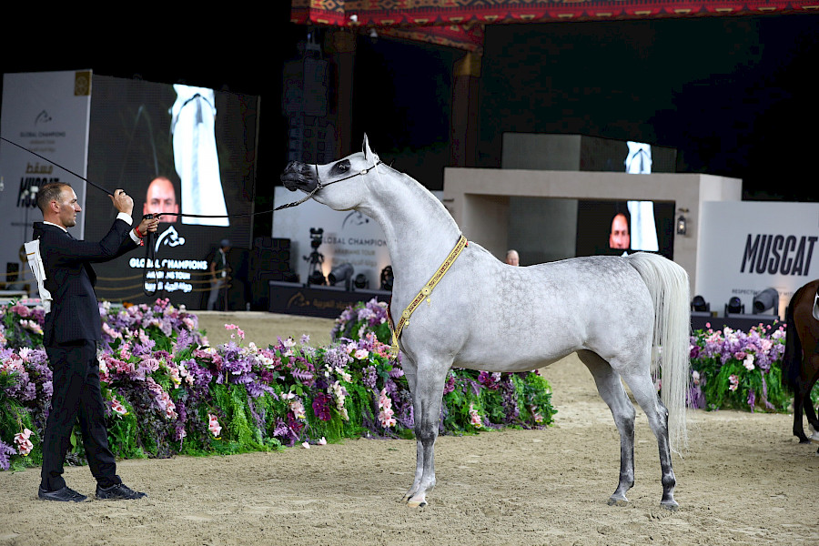 De Global Champions Arabians Tour komt voor het eerst naar Nederland