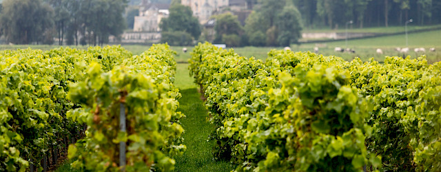 Wijnwandeling Maastricht