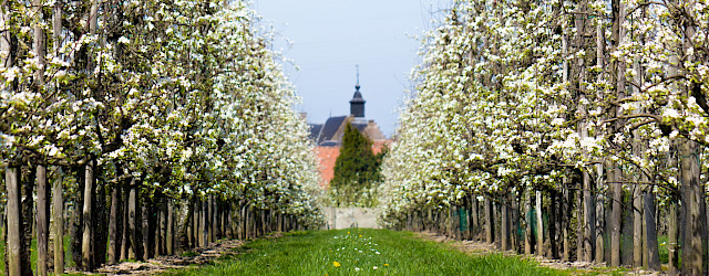 Alden Biesen – BOB Haspengouw