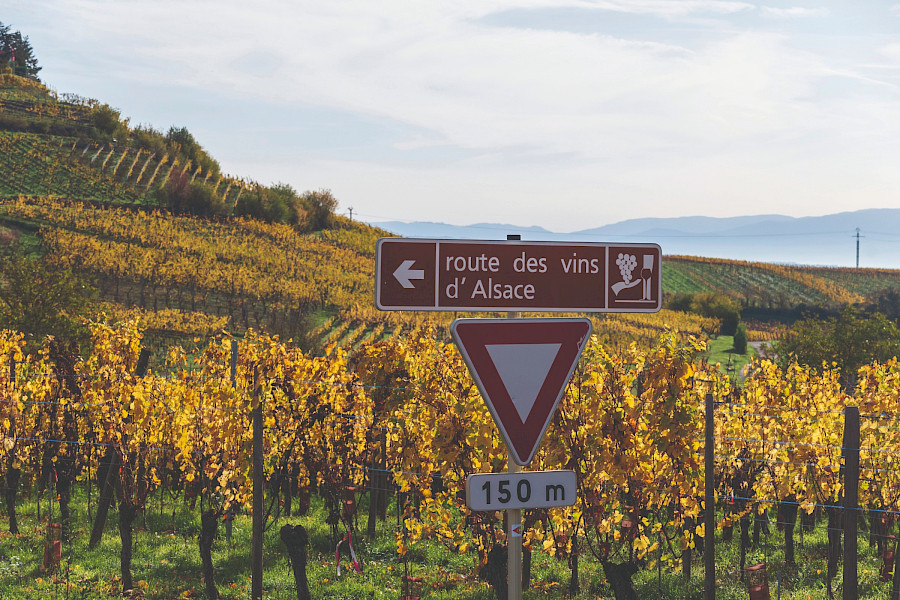 Fietsen en wijn in de Elzas