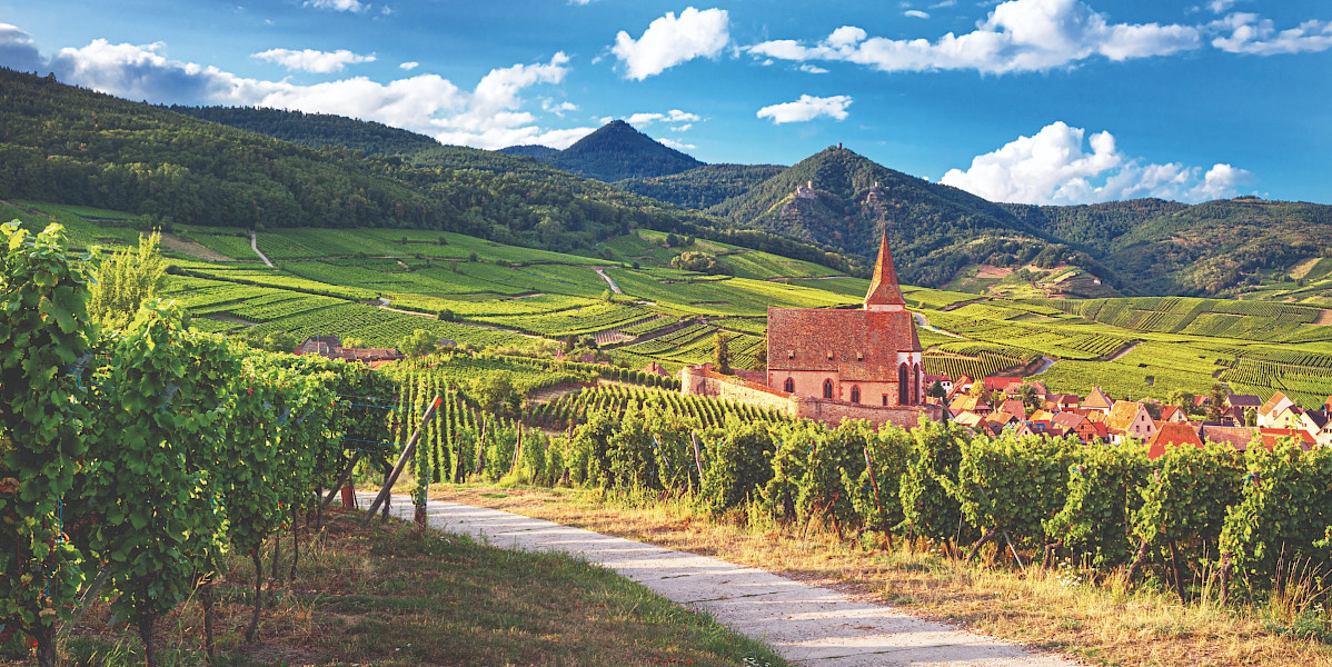 Fietsen en wijn in de Elzas