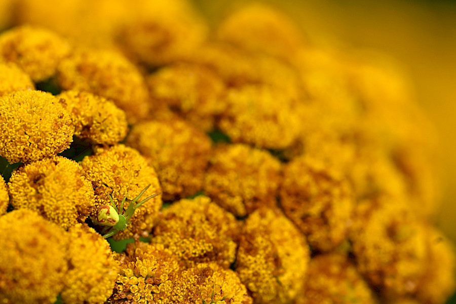 Reigers en koeien in het veen