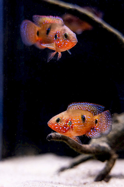 Robert Knops Vijver en Aquarium in Geleen