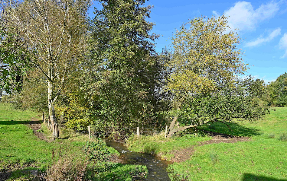 Als ballen in de kerstboom