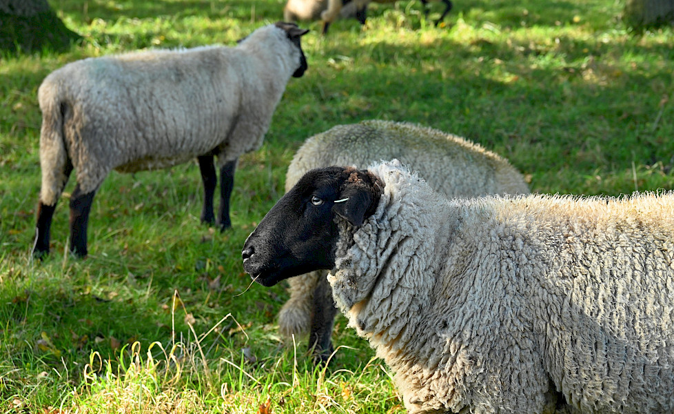 Als ballen in de kerstboom