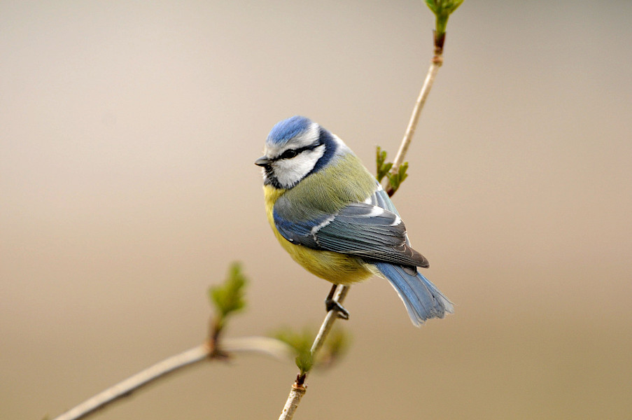 Lente op de Beijlshof