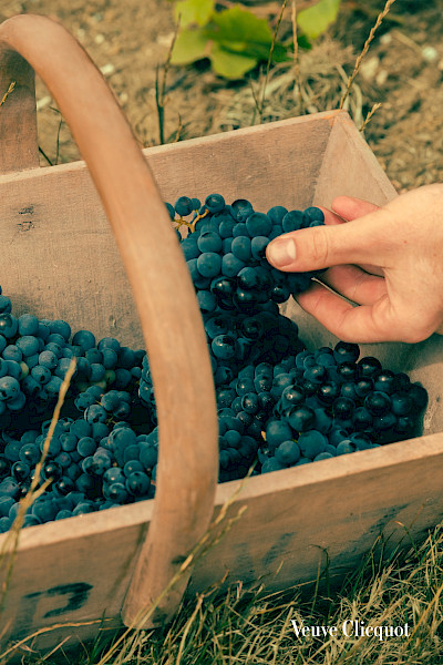 Een bruisende ontdekkingstocht door Reims en de Champagnestreek