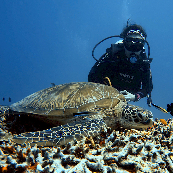 Mozambique: Diving Me Wild