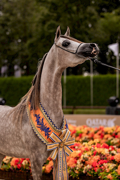 De Global Champions Arabians Tour keert terug naar Nederland