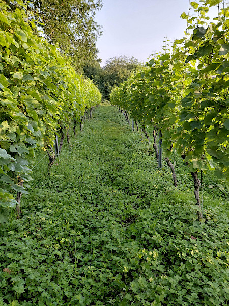 Wijnmakerij Maastricht