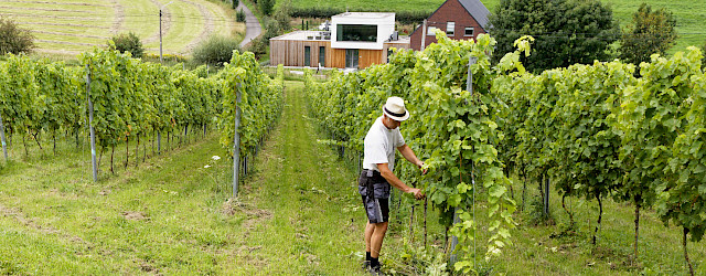 Wijndomein Zwaeneberg