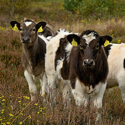 De comeback van de heidekoe