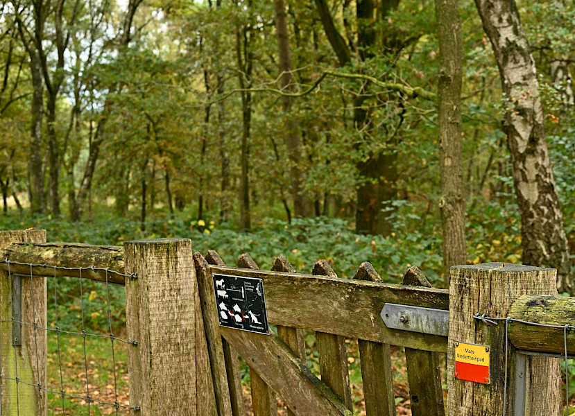 De comeback van de heidekoe