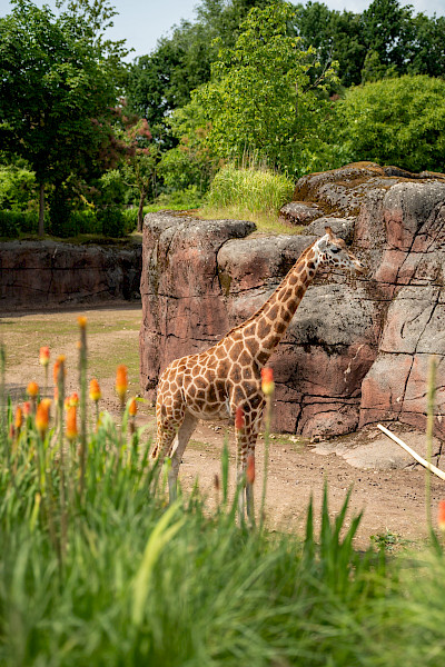 GaiaZoo slaat vleugels verder uit