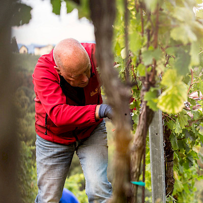 Oud-CEO Vebego Ton Goedmakers nu wijnboer in Oostenrijk