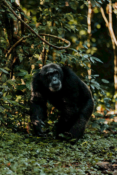 Uganda: Ochtend in Kibale