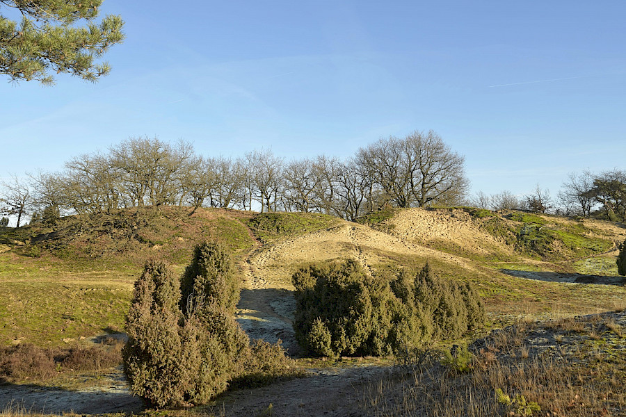 Boshuizerbergen Venray