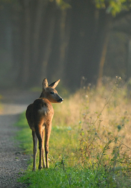 Boshuizerbergen Venray