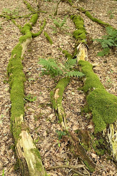 De Dellen Maastricht