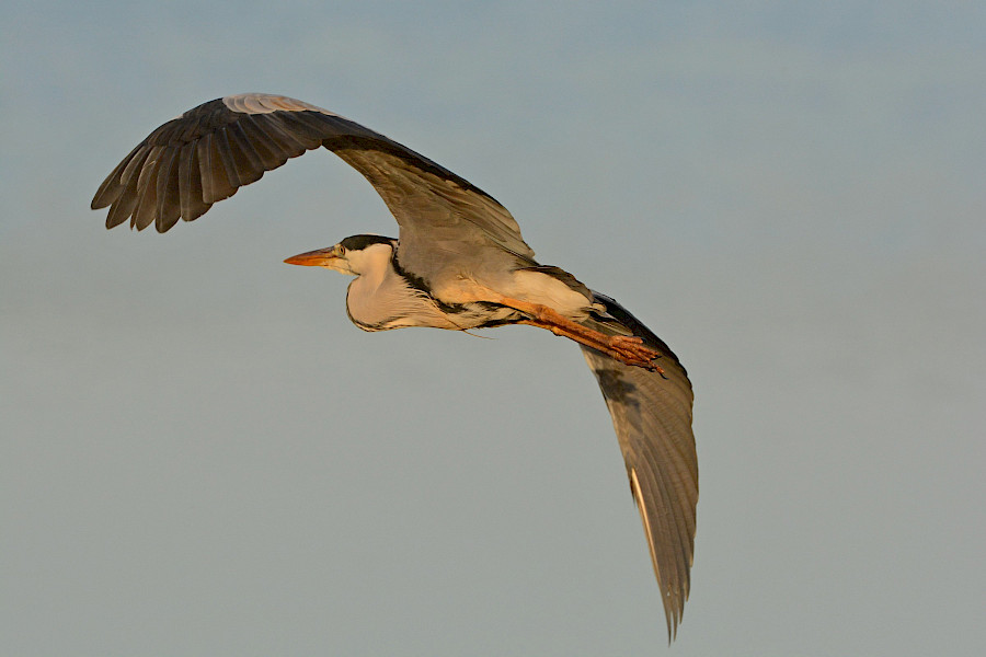 Op stap met het Limburgs Landschap: Ingendael