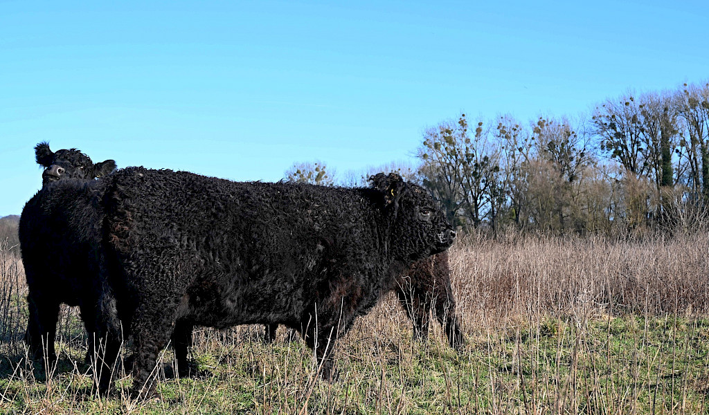 Op stap met het Limburgs Landschap: Ingendael