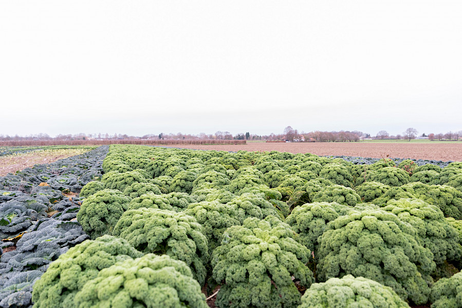 Van bodem naar bord: boerenkool