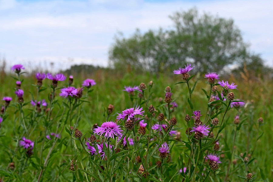 Het Limburgs Landschap: Kaldenbroek en Siebersbeek