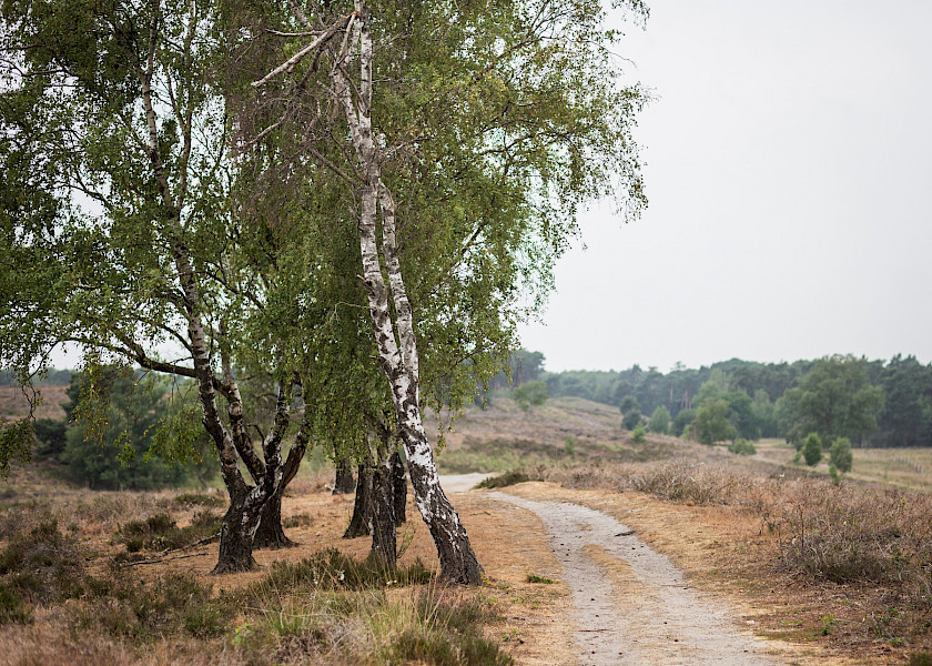 Aan de wandel met Twan Huys