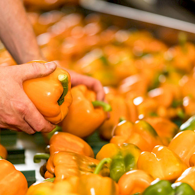 Van bodem naar bord: paprika