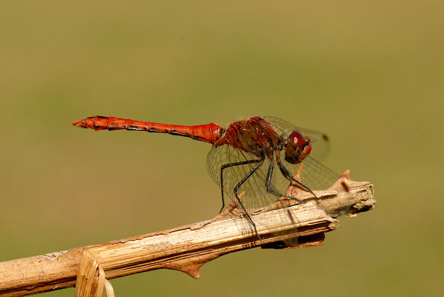 Het Limburgs Landschap: Sarsven en De Banen