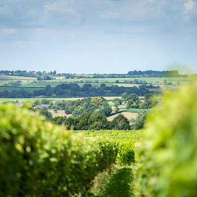 Portrettenreeks: Limburgse wijnboeren