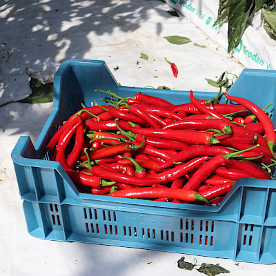 Van bodem naar bord: rode peper