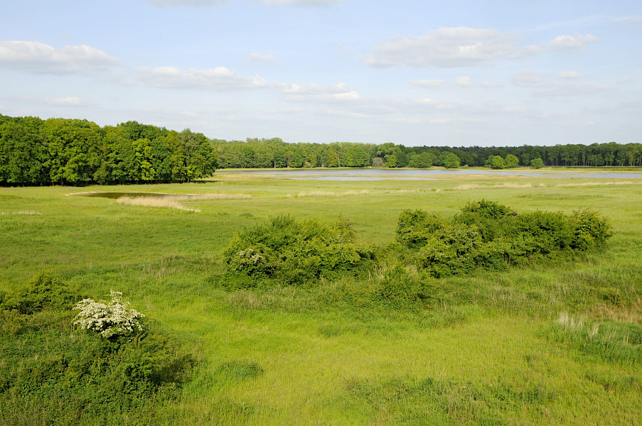 Limburgs Landschap: Ode aan burlende Edelherten