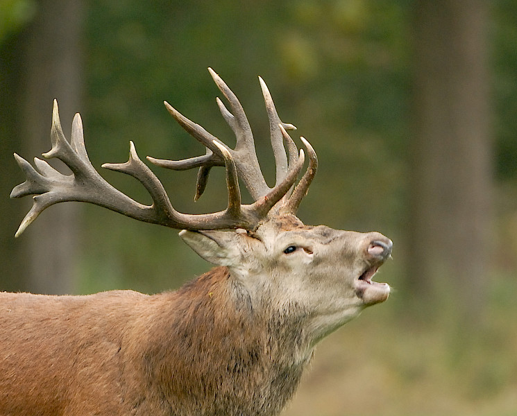 Limburgs Landschap: Ode aan burlende Edelherten