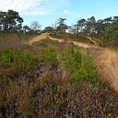Raven op de Ravenvennen