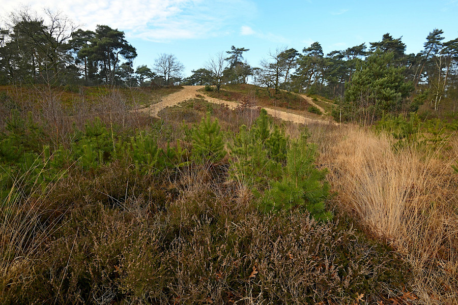 Raven op de Ravenvennen