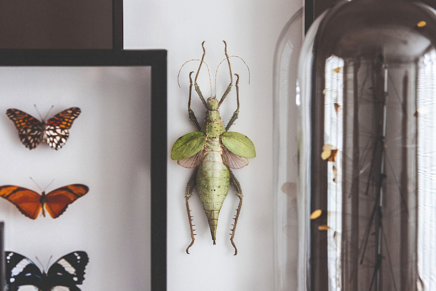 Dieren een tweede leven geven: taxidermist Adriënne