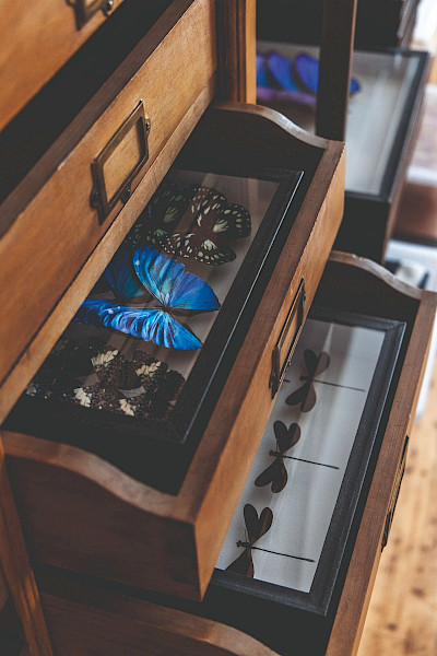 Dieren een tweede leven geven: taxidermist Adriënne