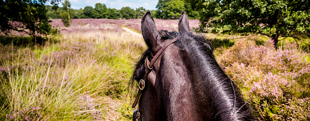 Bekijk hier het artikel