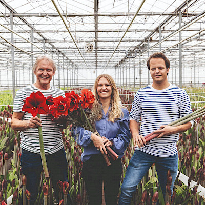 Amaryllis: de Koningin van Kerstmis