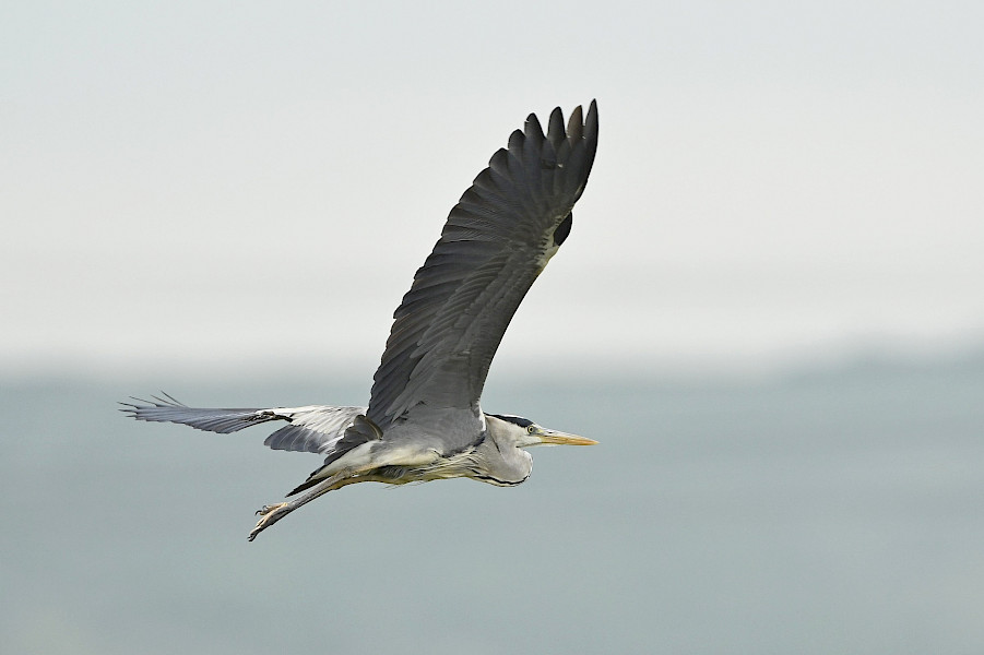 I’m dreaming of…