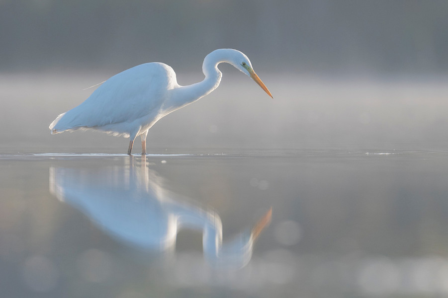Limburgse kerstwandeling