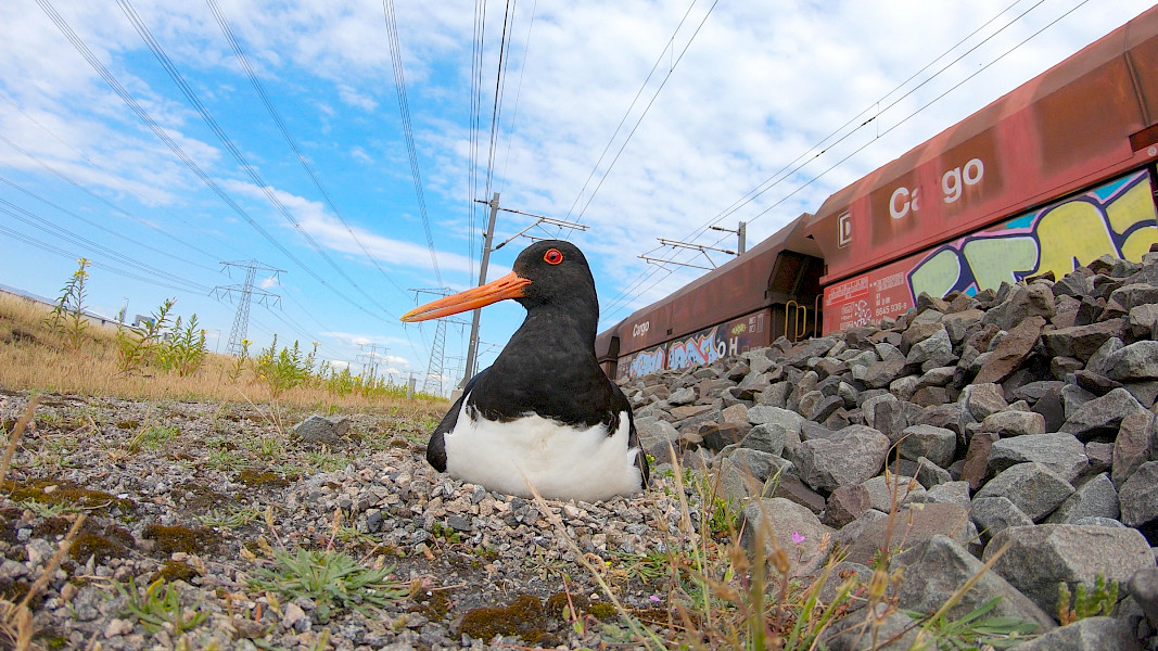 De natuur laat zich niet regisseren
