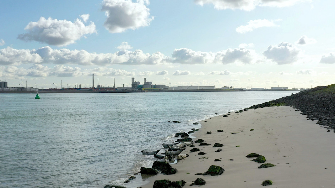 De natuur laat zich niet regisseren