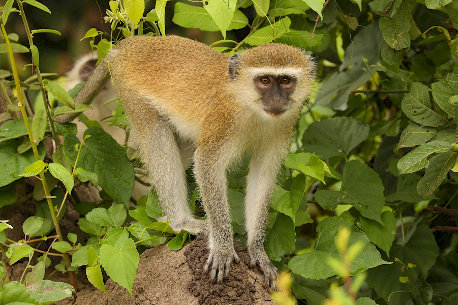 Het Warme Hart Van Afrika: Malawi